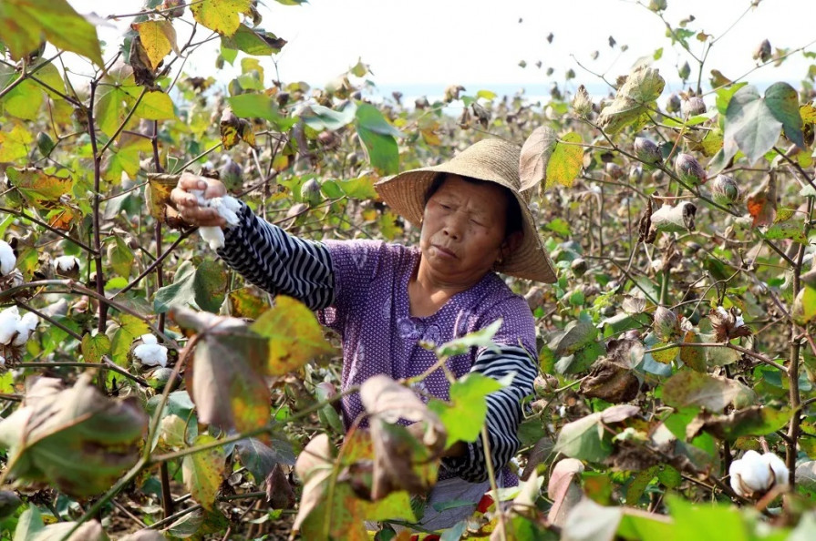 China urges more irrigation for heat-stressed cotton crop